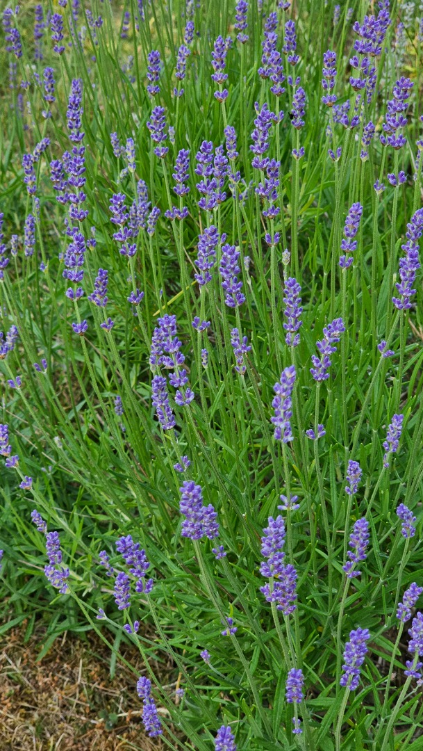 Some description